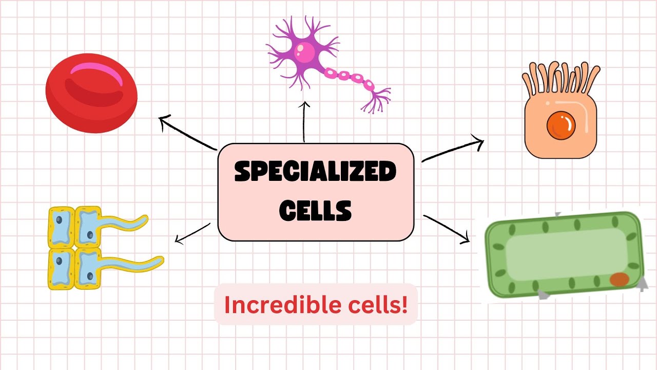 Specialized Cells Explained for Grade 6 -  IGCSE -