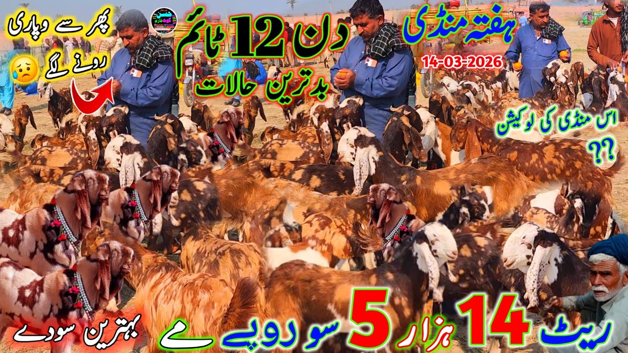 14 March 2026 Haftha Bakra Mandi pakistan ہفتے منڈی کی بدترین صورتحال Rate,s 14 hzar se 50 hzar tak 