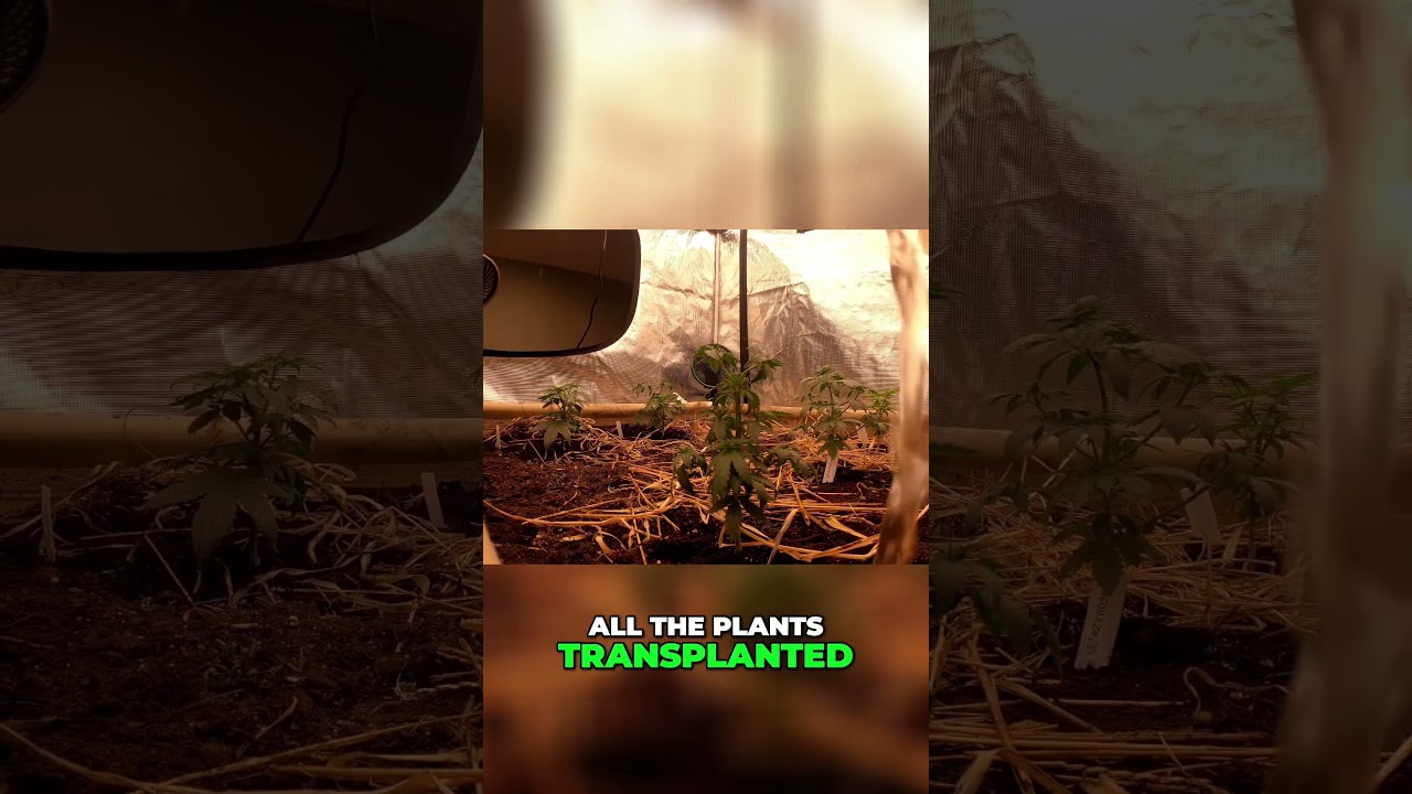 Transplanting & Benefits of Kelp for Plants ! #gardening #organic #homegrown #howto