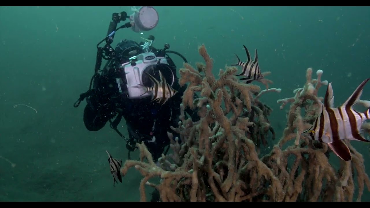Chowder Bay wrecks and critters
