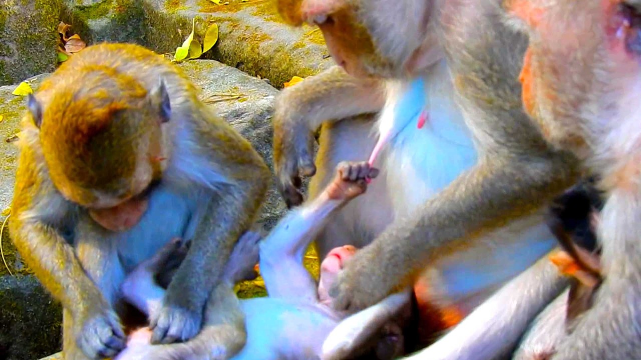Monkey Requests for milk at the moment