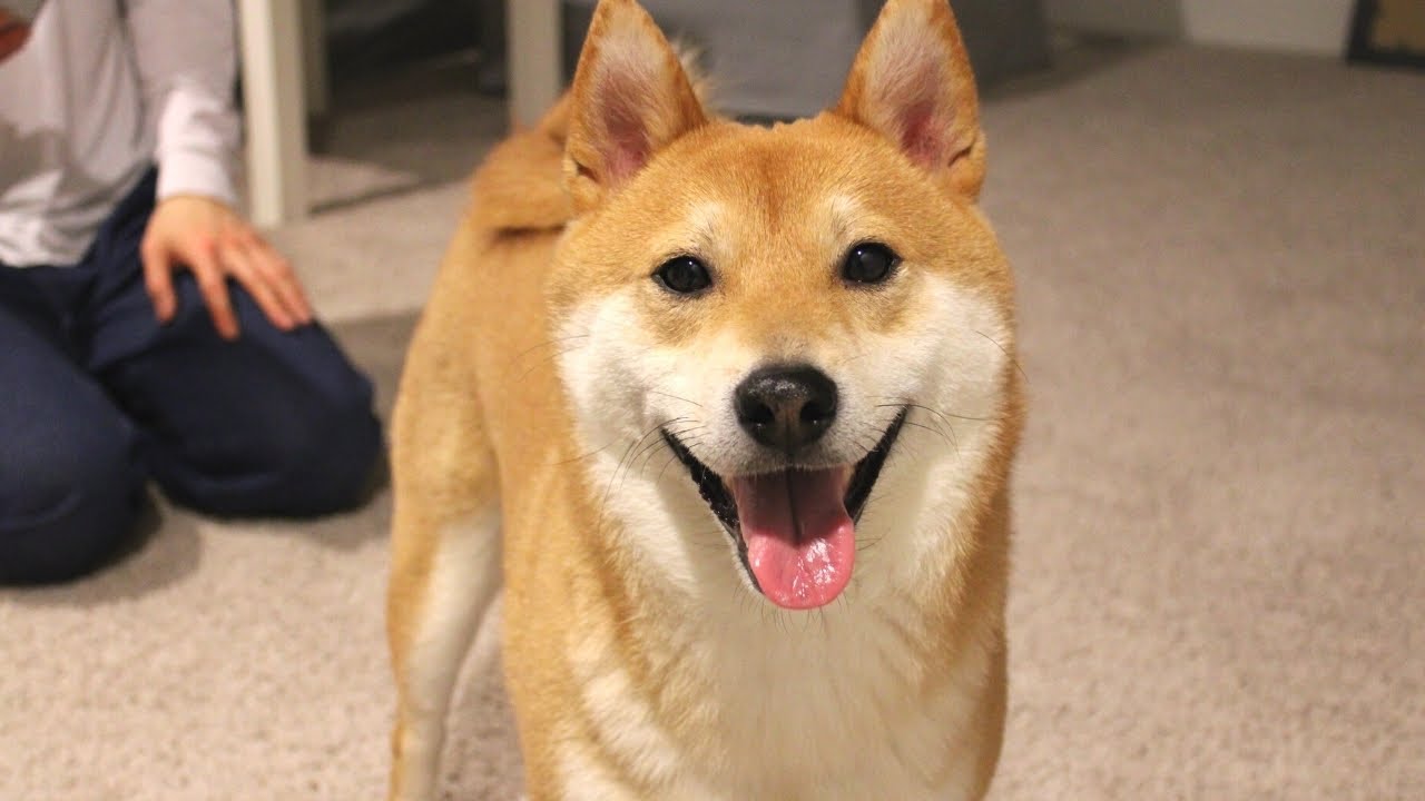 When there is CHEESE | Super Shiba