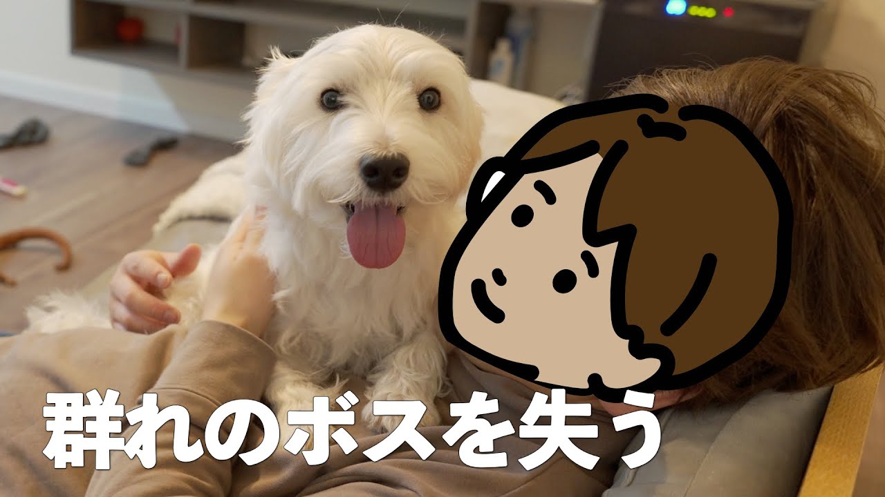 わんこと離れ離れの2週間。分離不安気味のウエスティは耐えられるのかな？