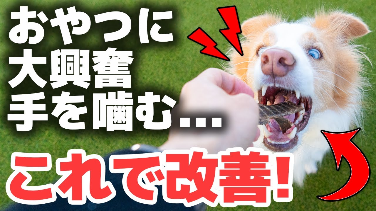 【知らないと危険】おやつのあげ方ひとつで“興奮グセ”がつく!?｜手を噛まなくなる正しいあげ方を解説します！【犬のしつけ】
