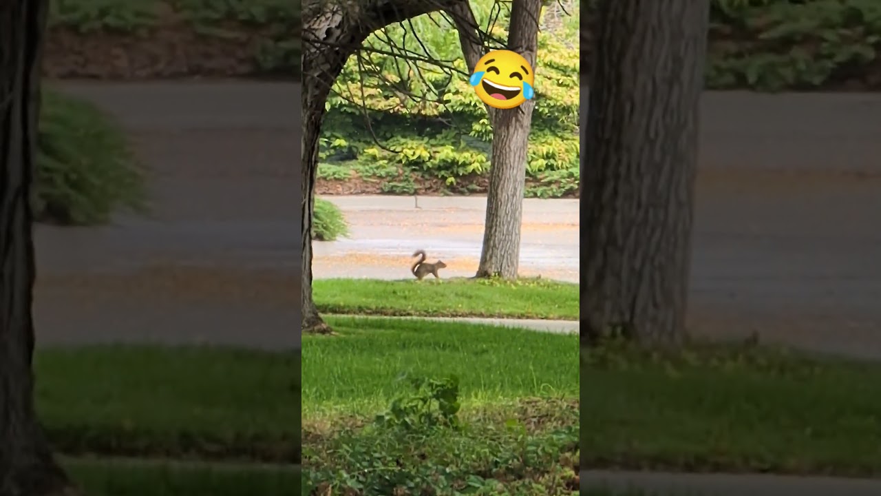 This squirrel is just nuts!