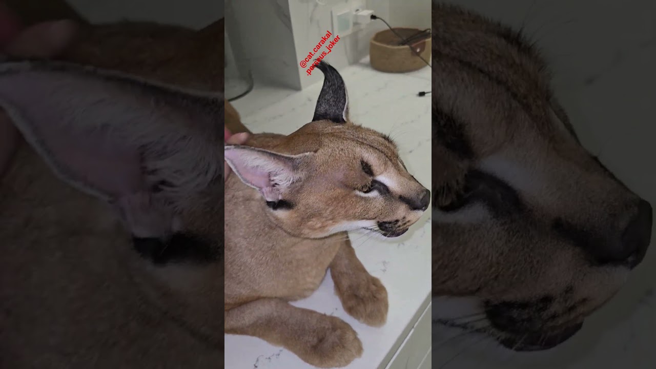 Я сам решу!😻 #веселыекоты #каракал #floppa #персей #cat #caracal #кот #хищник #love #смешныевидео