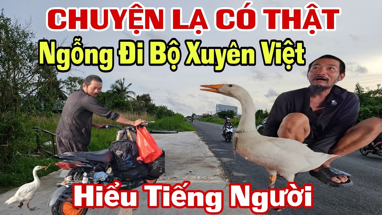 Chuyện lạ có thật chú ngỗng hiểu tiếng người, bộ hành cùng chủ từ bắc vào nam