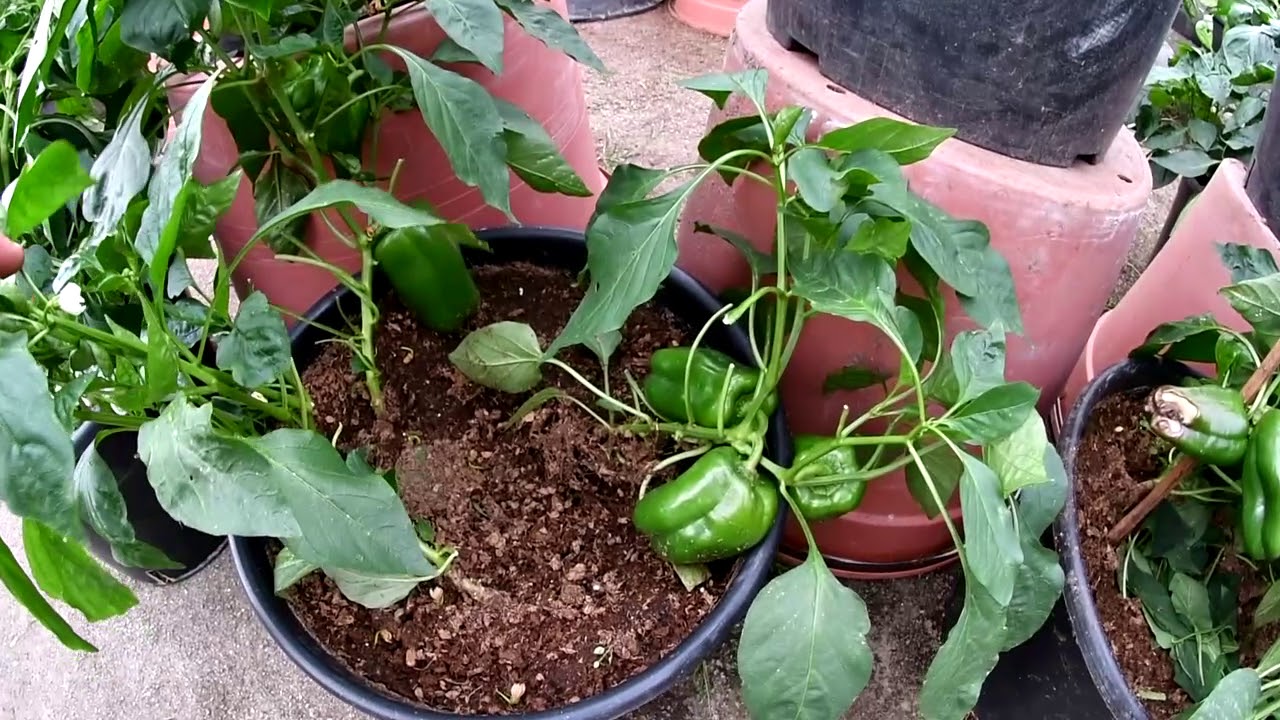 Paprika