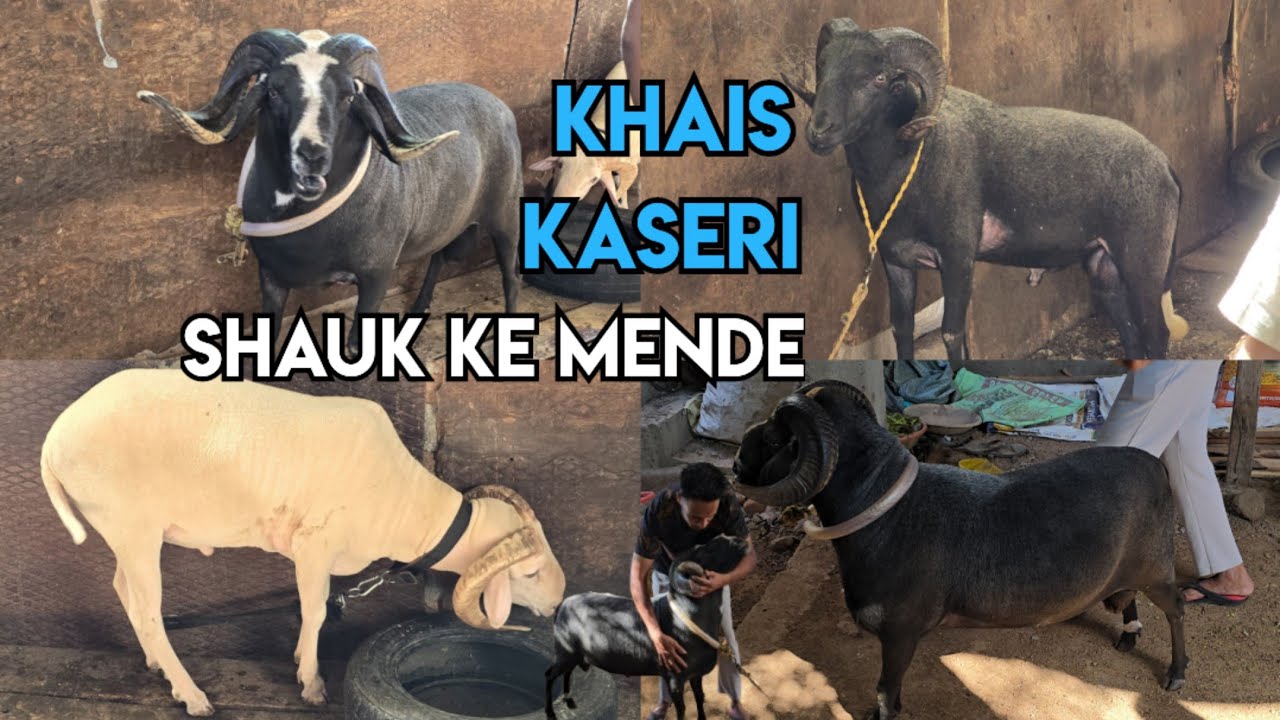 Shauk ke mende | Aggressive sheep's vilayati & rampuri at khais kaseri Shaheen nagar Hyderabad