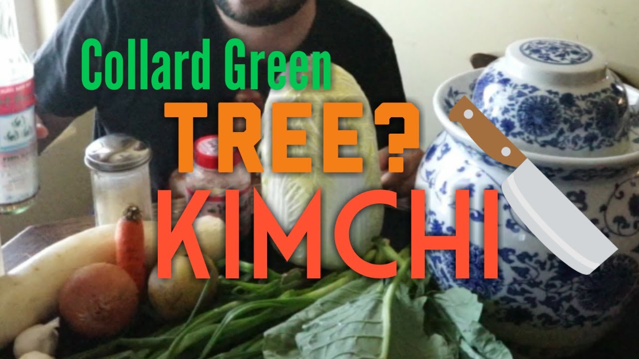 Collard Green TREE Kimchi