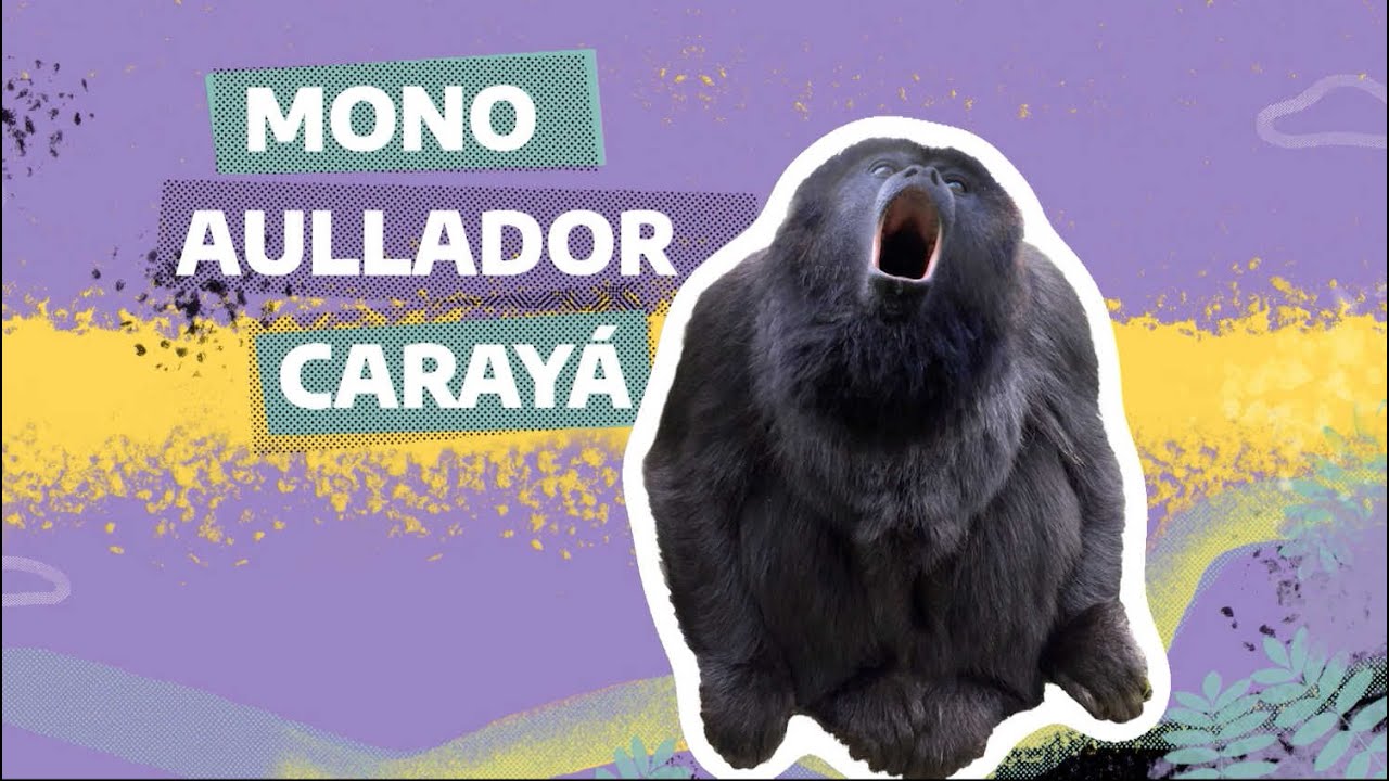 #FaunaNativa | Ep. 6 – Mono aullador carayá