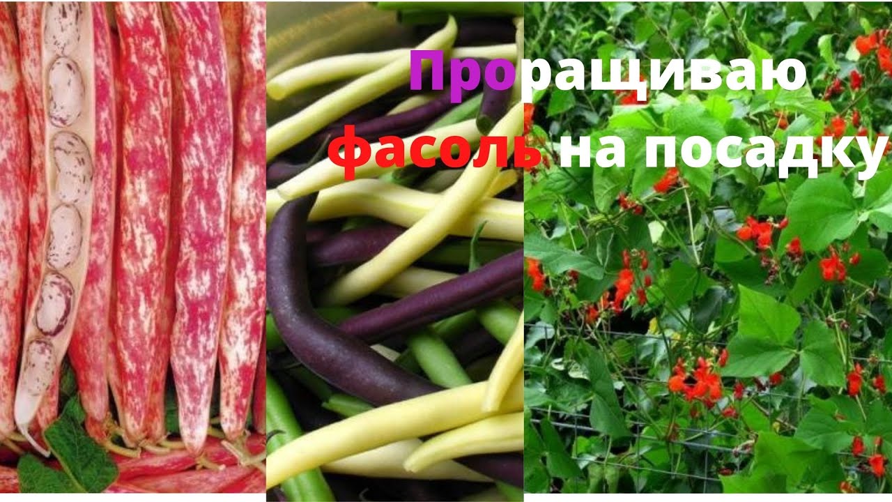 СЕМЬ СОРТОВ ФАСОЛИ КОТОРЫЕ БУДУ САЖАТЬ, КАК ПРОРАЩИВАЮ ФАСОЛЬ