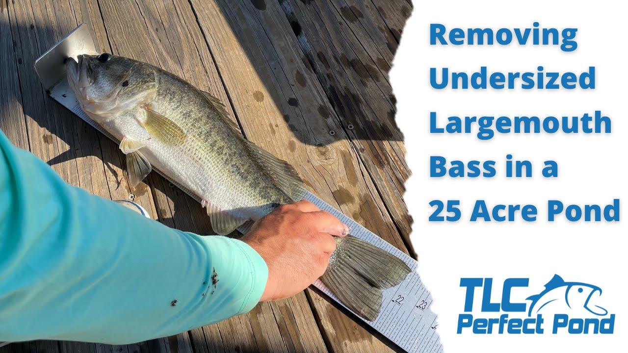 Why Are These Largemouth Bass So Skinny?