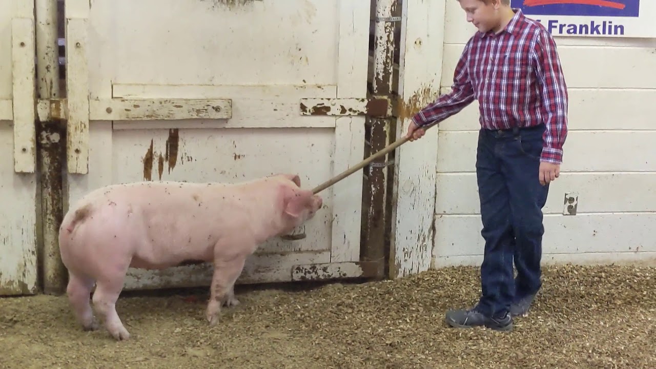 Isle of Wight 4-H Feeder Pig Show 2020