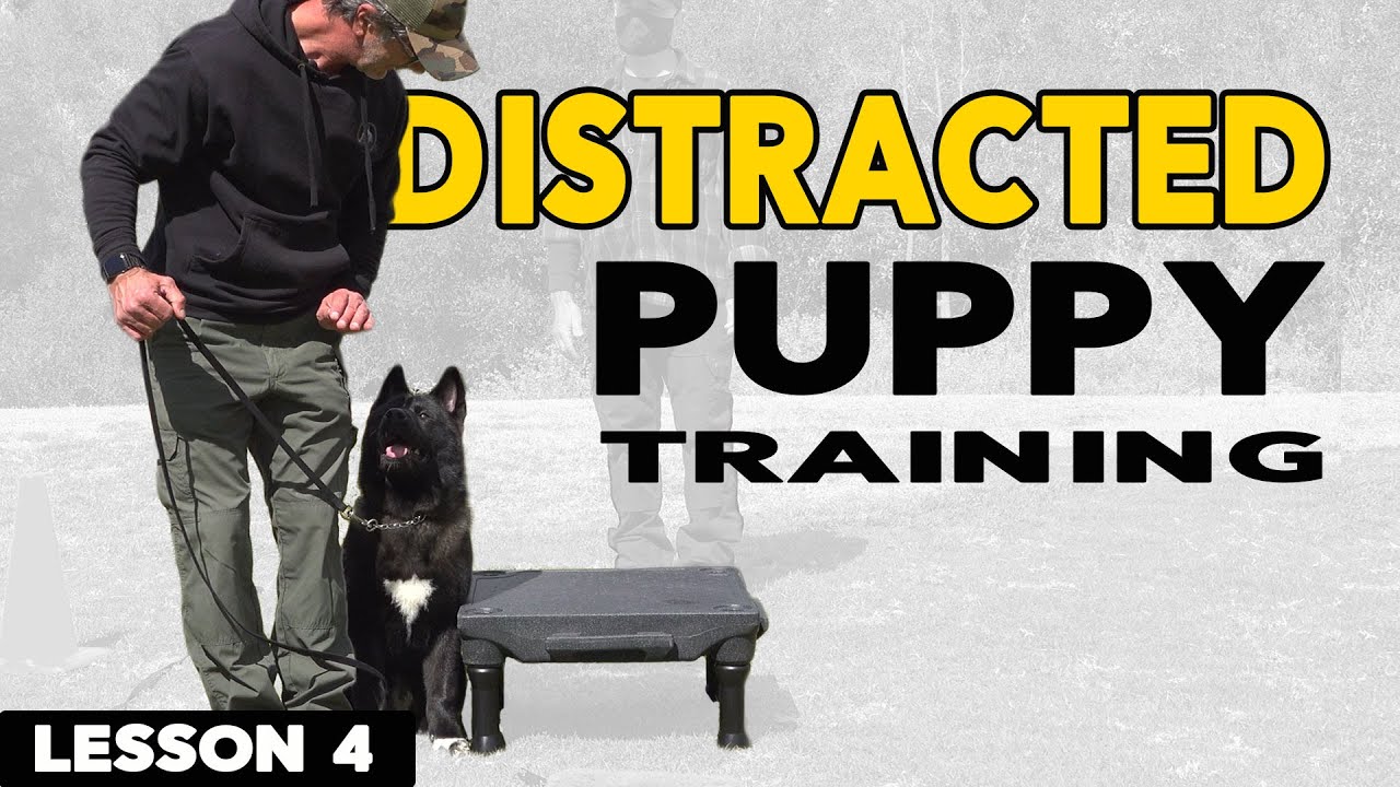 How to Train a Distracted Puppy