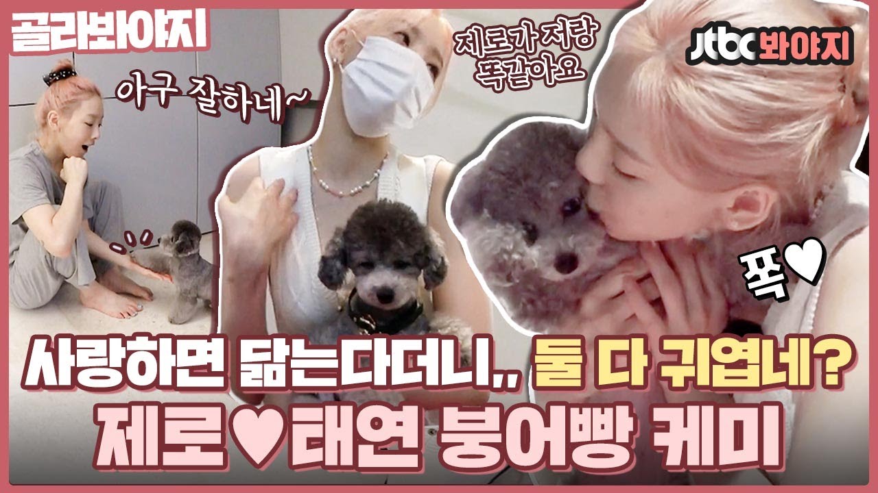 [골라봐야지] 김탱구X김제로는 사랑입니다❣ 보기만해도 흐뭇함이 2배 콩콩팥팥 태연♥제로 케미✨｜펫키지｜JTBC 210909 방송 외