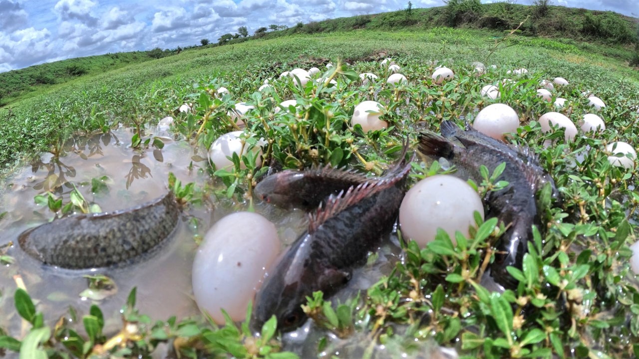 Wow Amazing Unique - Fisherman catch fish and pick a lot of duck eggs in river in grass after rain