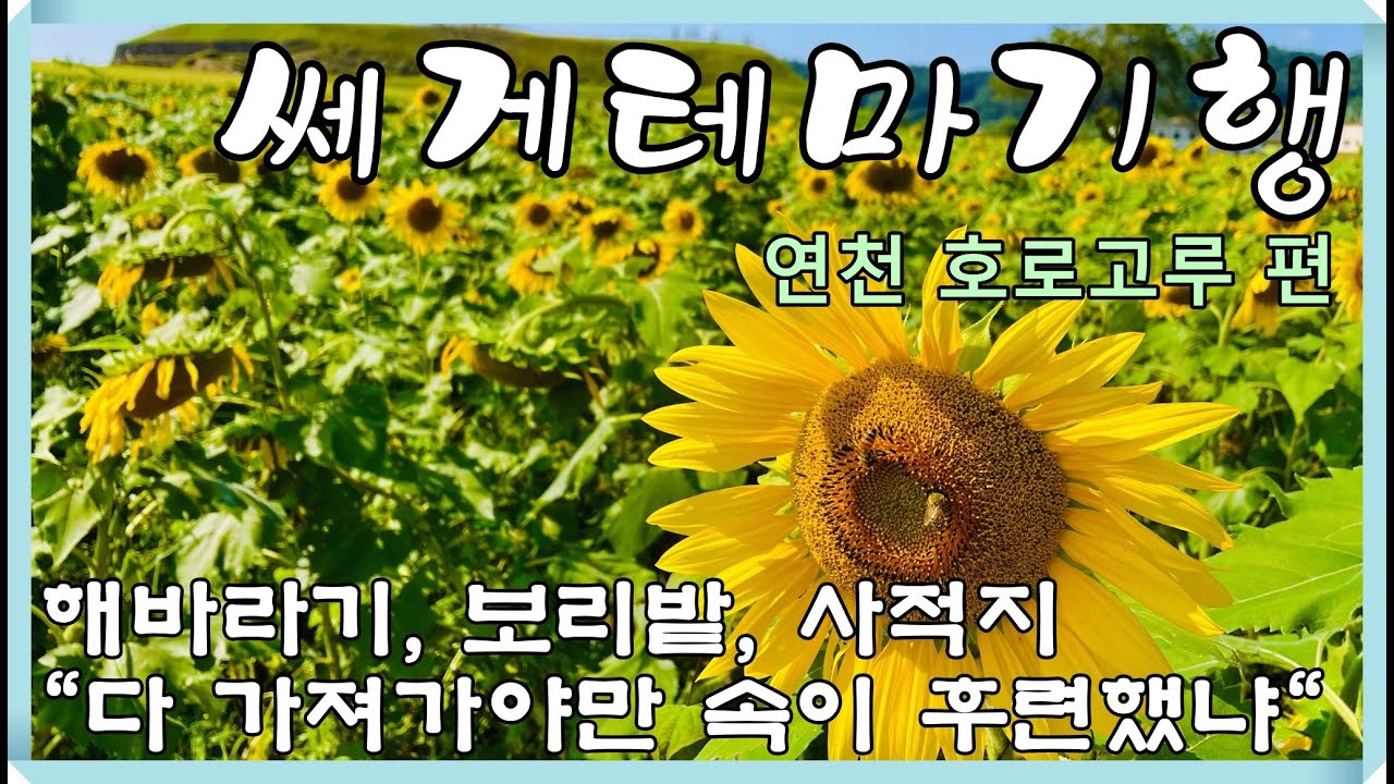 연천 호로고루- 해바라기 보리밭 사적지 