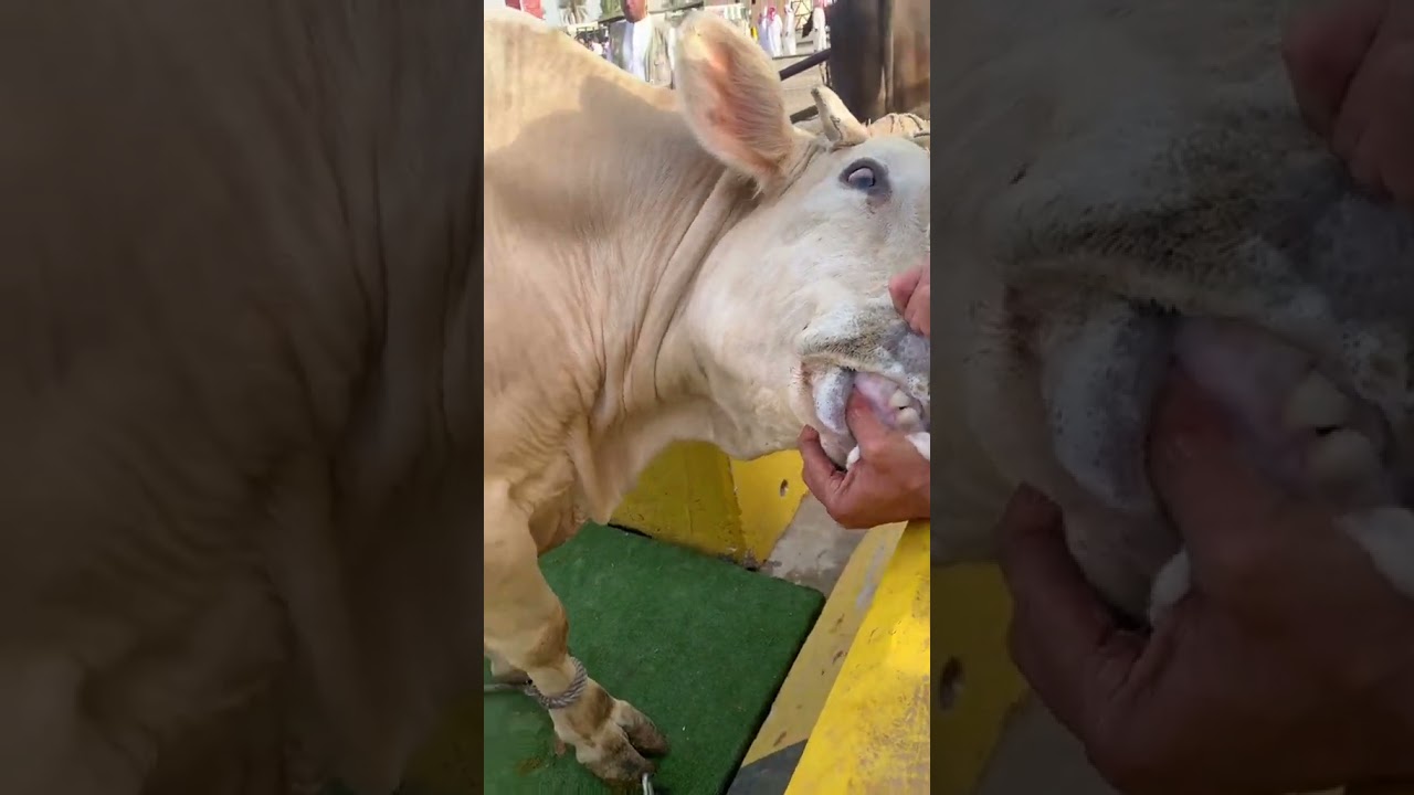 Saudi Cow market #saudi Arabia