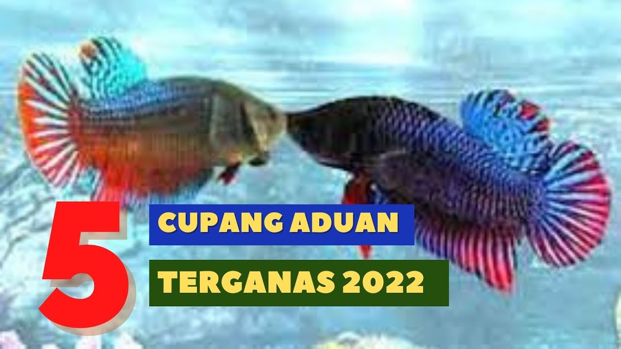 Mengenal 5 Jenis Ikan Cupang Jago Terpanas 2022