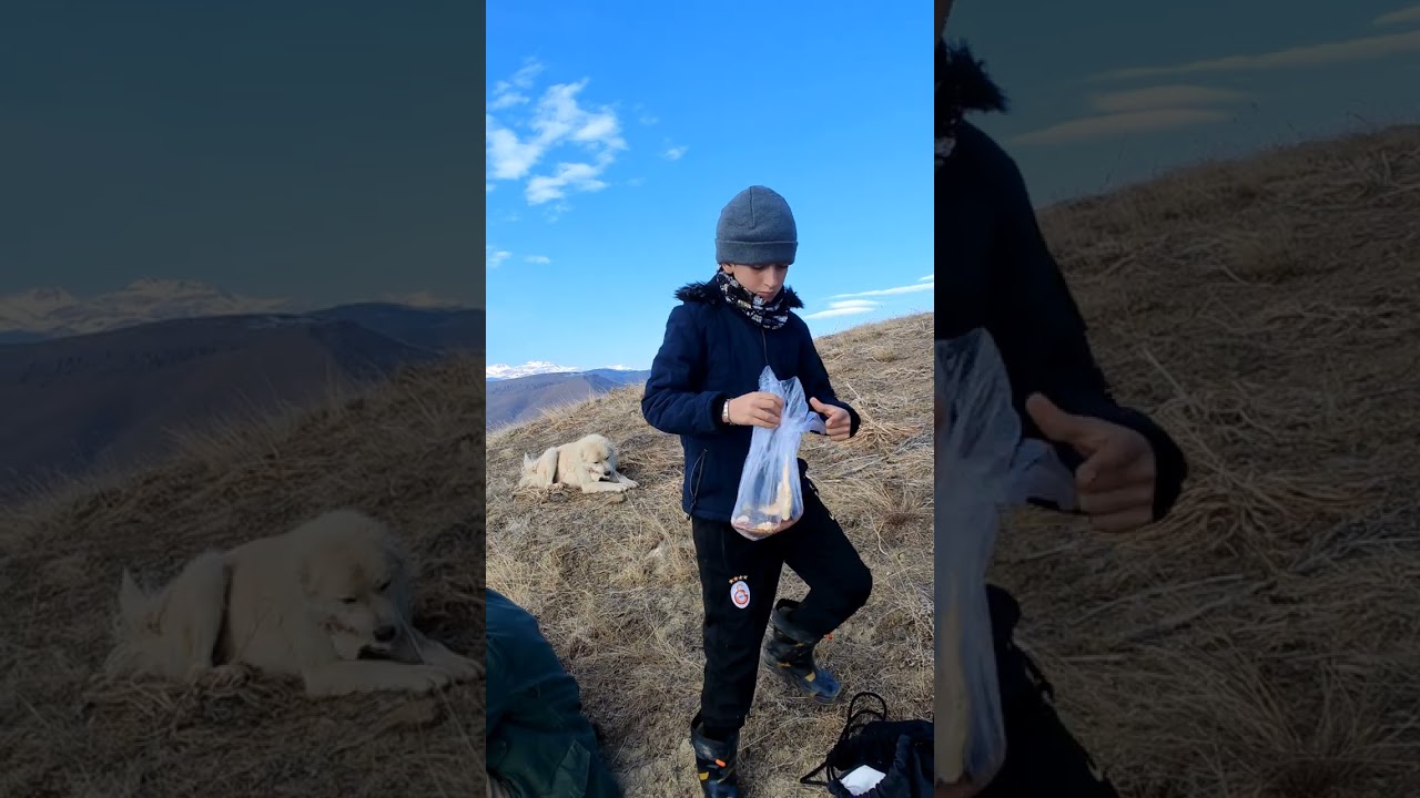 Young Shepherd / Young Shepherd