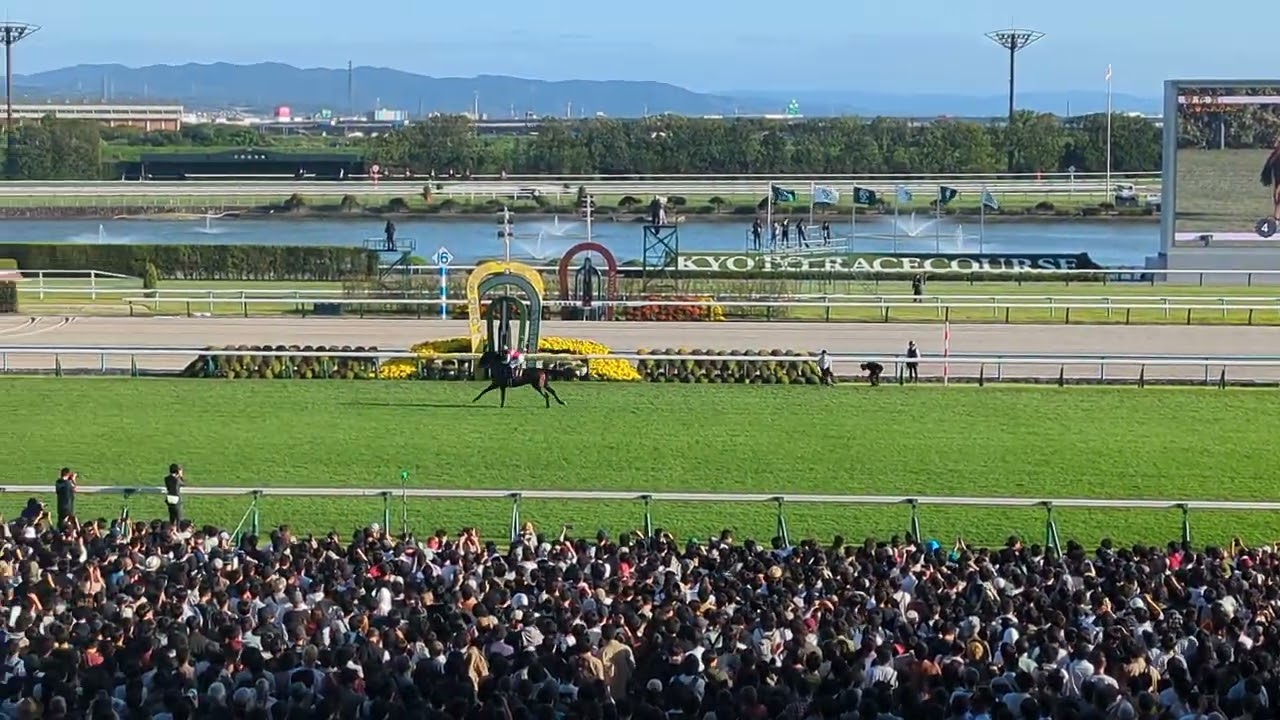 京都競馬場第８５回菊花賞Ｇ１本馬場入場