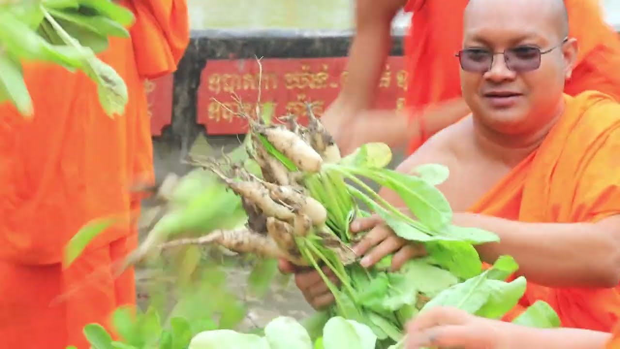 [ បន្លែធម្មជាតិដាំដោយព្រះសង្ឃ ] ស្ថិតនៅវត្តអង្គមេត្រី សង្កាត់រកាក្នុង ក្រុងដូនកែវ ខេត្តតាកែវ