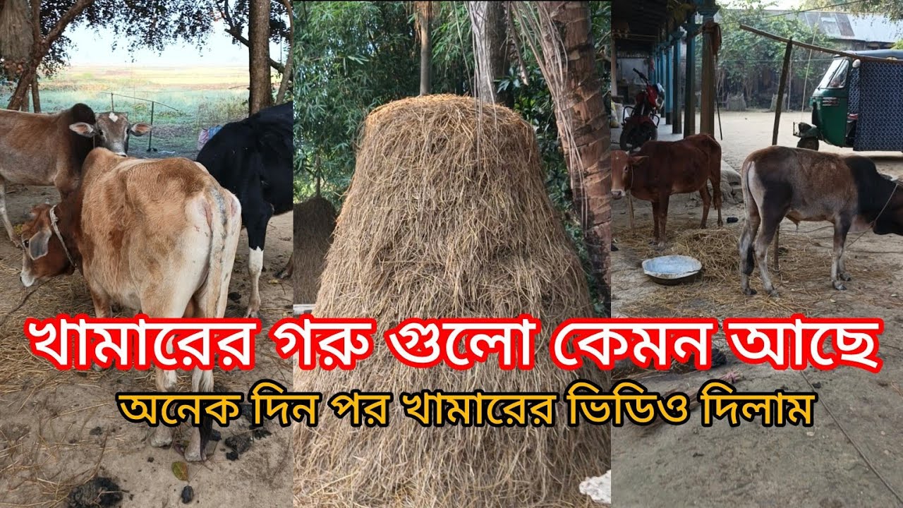 অনেক দিন পর খামারের ভিডিও দিলাম  || গরু গুলো কেমন আছে। @VillageAgro25 