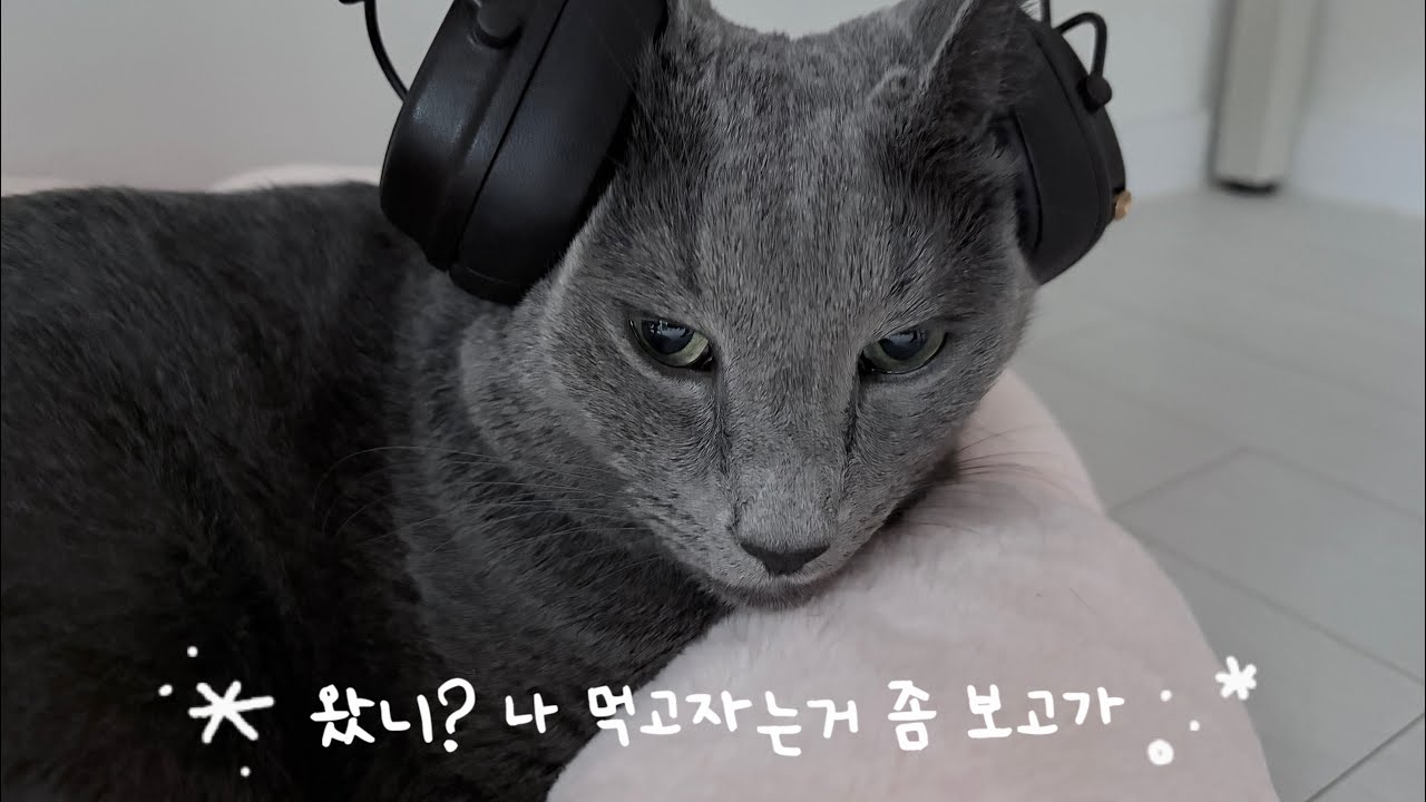 Hi! harry | 뒤늦은 아이폰17 언박✨ 뚱냥이의 날쌘 야간달리기  / 해리는 MZ아니고 AZ / 먹고자고싸고자는 일상