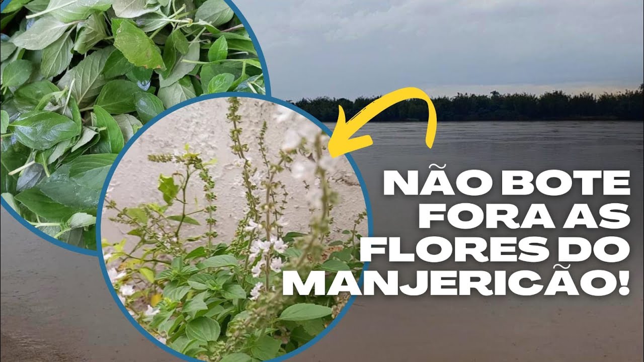 Como usar as flores do manjericão: Colheita e receita