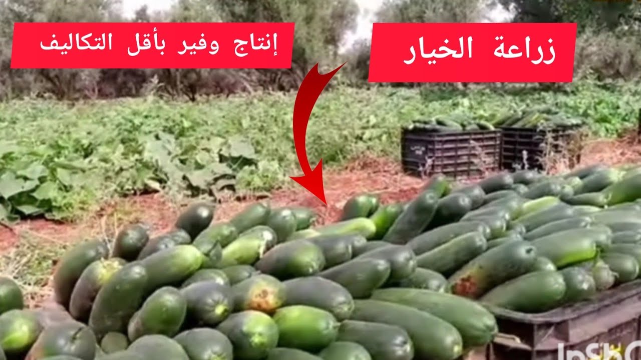 تكلفة زراعة الخيار في المغرب وكيف تحصل على إنتاج وفير بأقل التكاليف