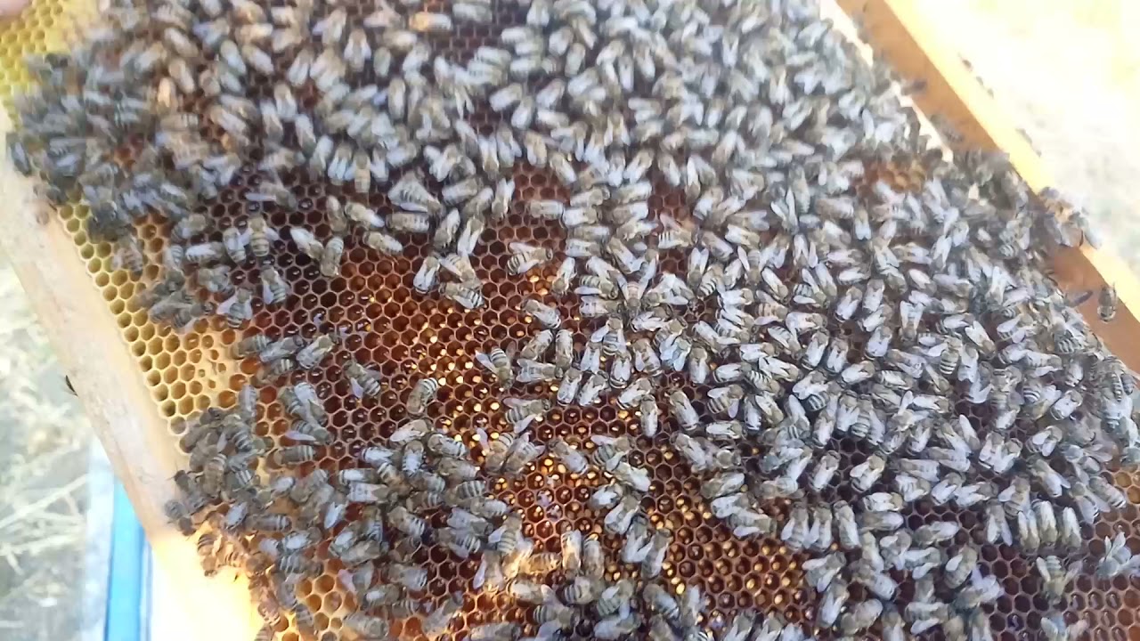 Yeni məkanda bal axını və varroa kontrolu