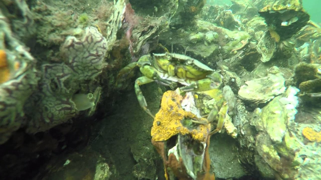 Diving in Zeeland (Netherlands - Grevelingenmeer)
