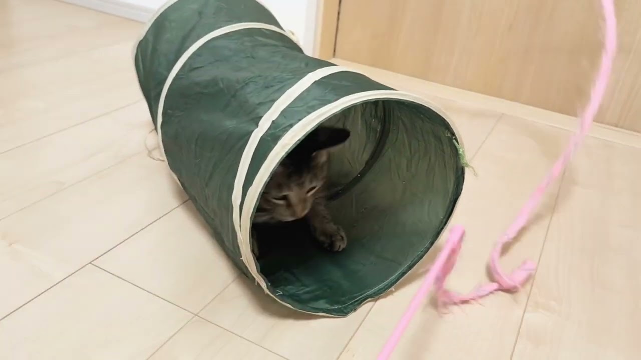 遊ぶ猫🐱【トビーくんとあんみつくん】