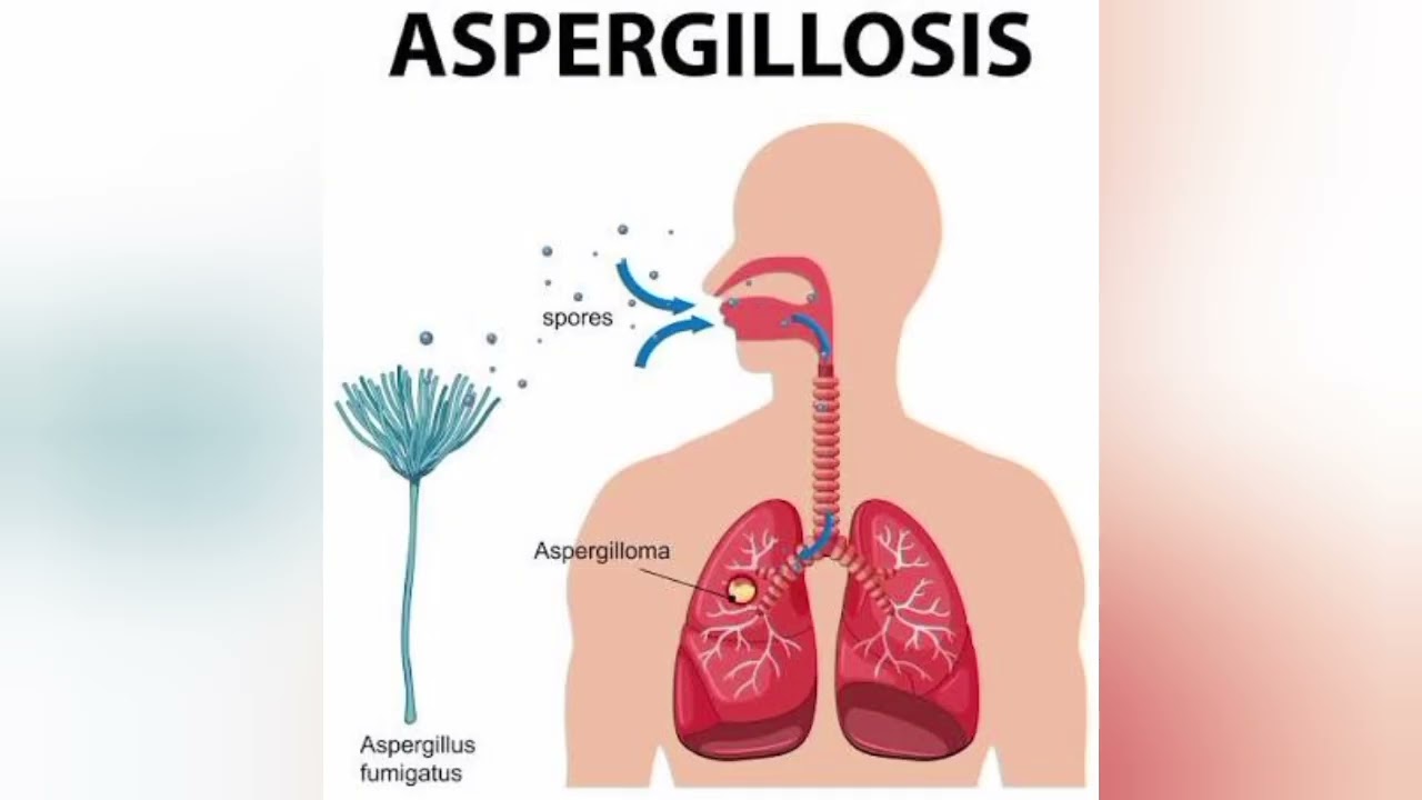 Respiration in organism 