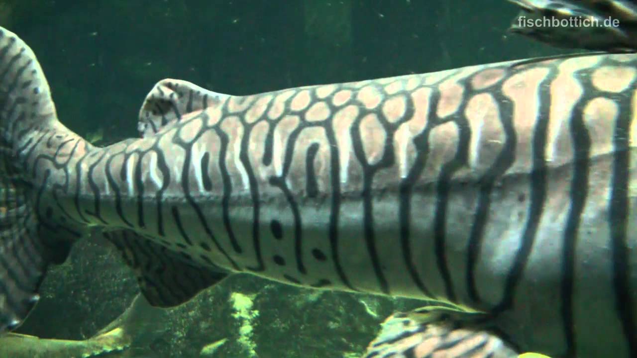 [HD] 3.3 FEET TIGER SHOVELNOSE! YOUTUBE RECORD! / 1m Tigerspatelwels @ Allwetterzoo Münster [2/30]