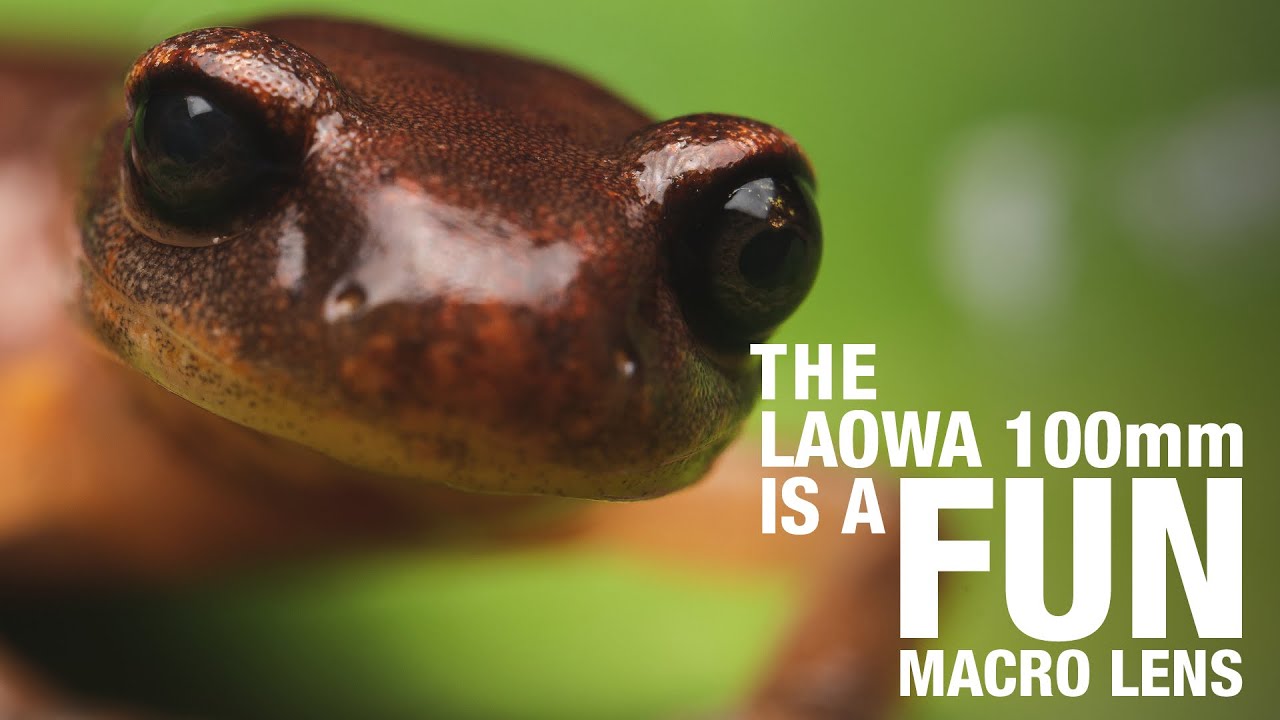 Laowa 100mm — интересный макрообъектив