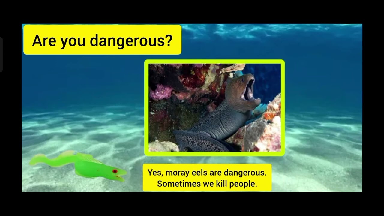 Meet the Animals 184: Moray Eel