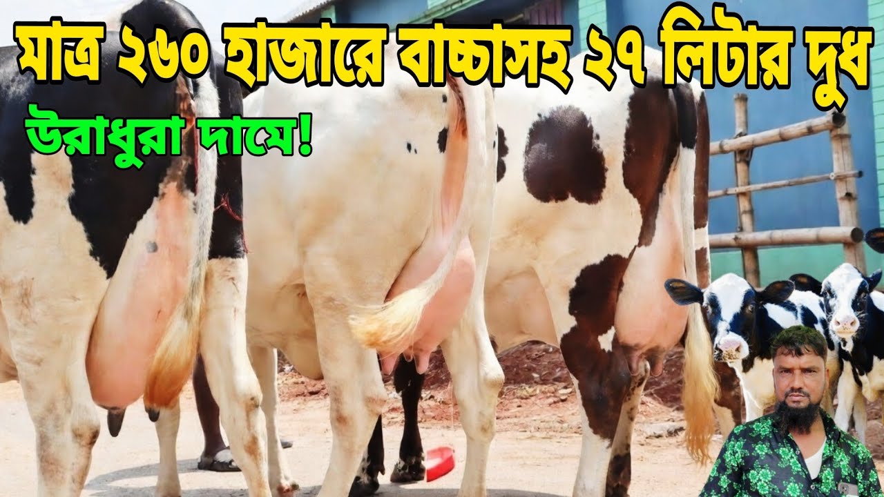 ১৫-২০ হাজার কমে বিক্রি! মাত্র ১৪৫ হাজারে বাচ্চাসহ ১৩ লিটার ও ২৬০ হাজারে বাচ্চাসহ ২৭ লিটার দুধের গরু।