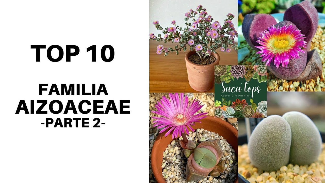 TOP 10 FAMILIA AIZOACEAE, PARTE 2