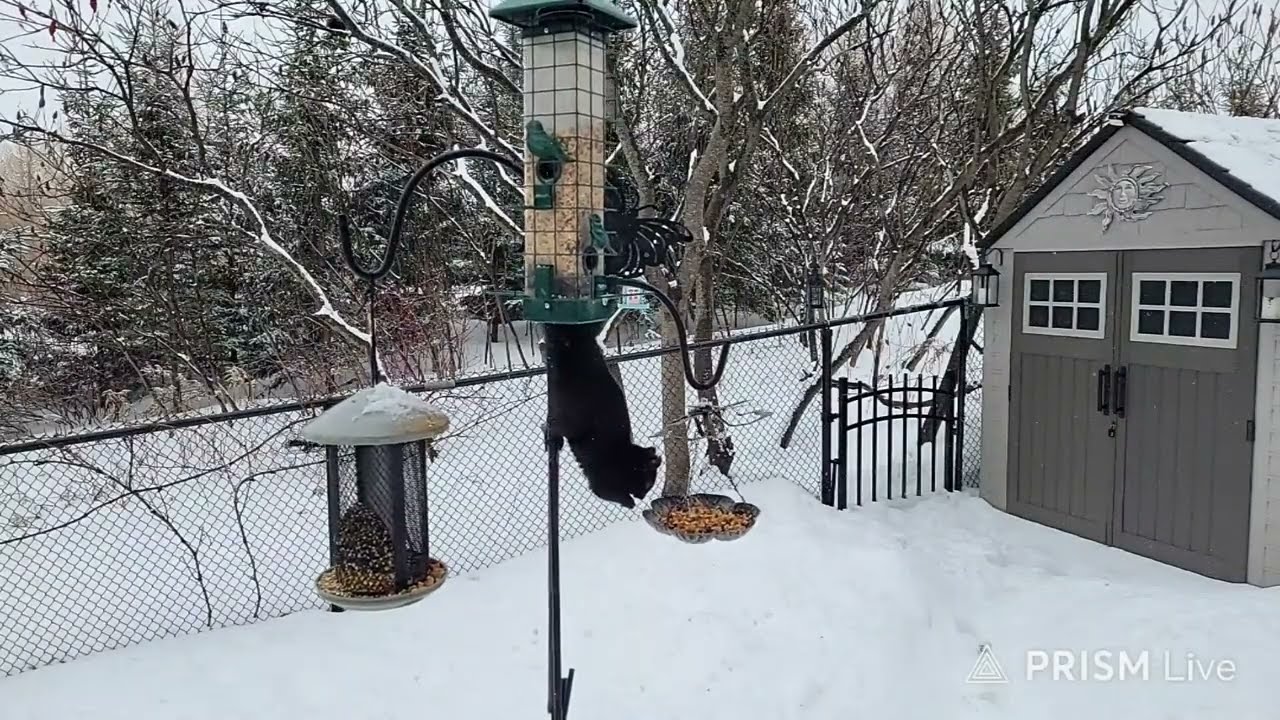 🔴 Live Bird Feeder - Real Winter in Canadian Countryside Bird Watching - Real Time