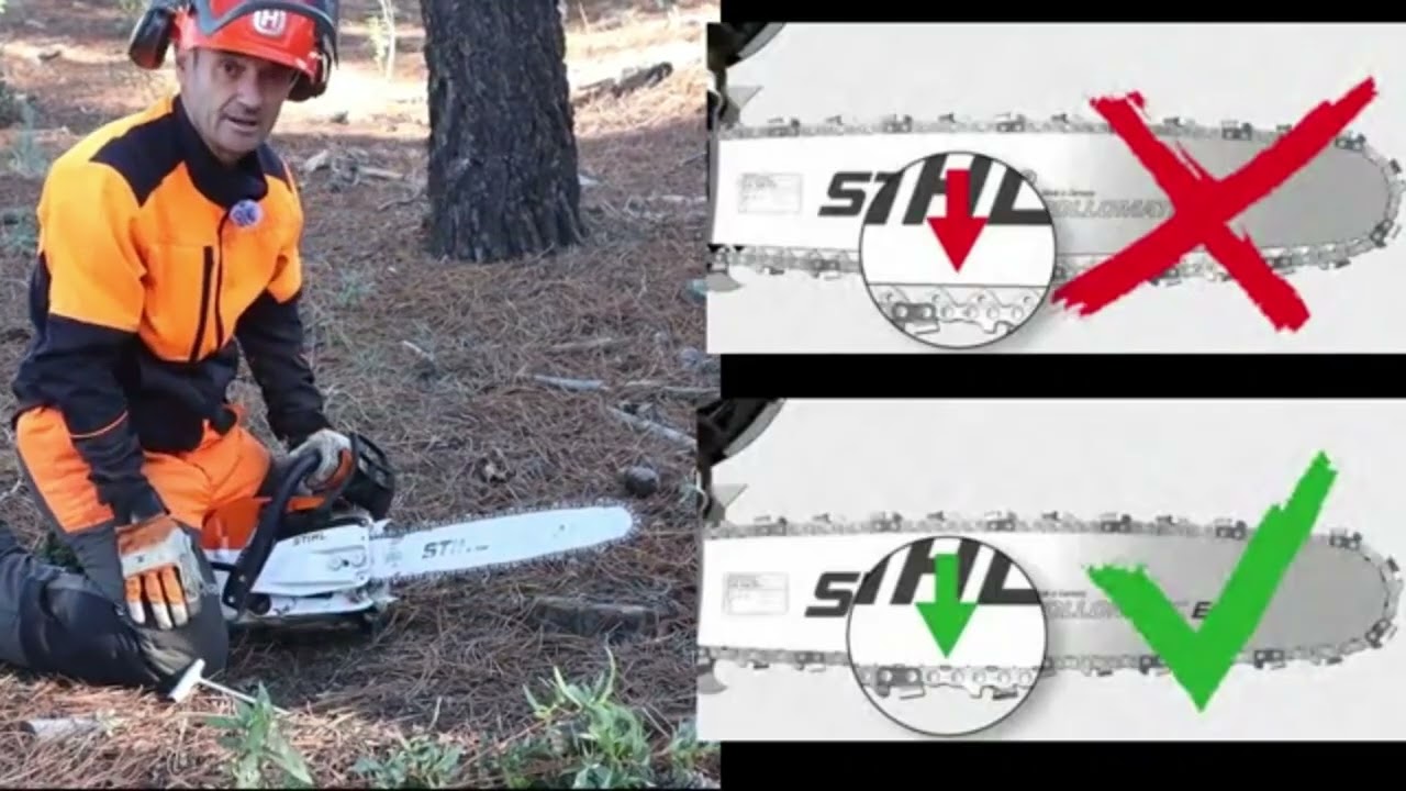 Curso Motosierra actividad Demostrativa Seguridad y Volteo o Apeo