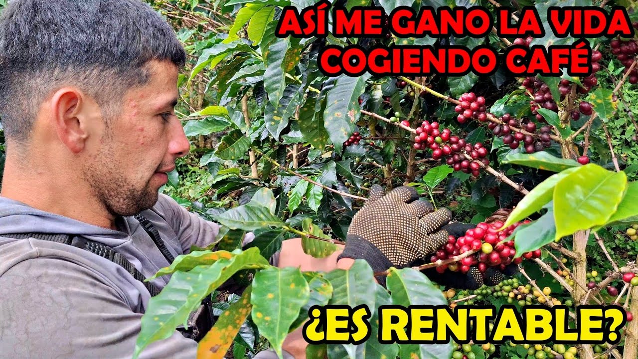 LA VIDA DE UN RECOLECTOR DE CAFE/ ESTO ME GANO EN UN  DÍA 🍒