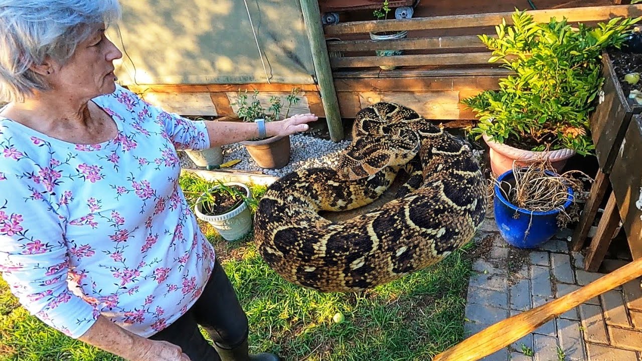 Huge, Deadly Snake Under Her House!