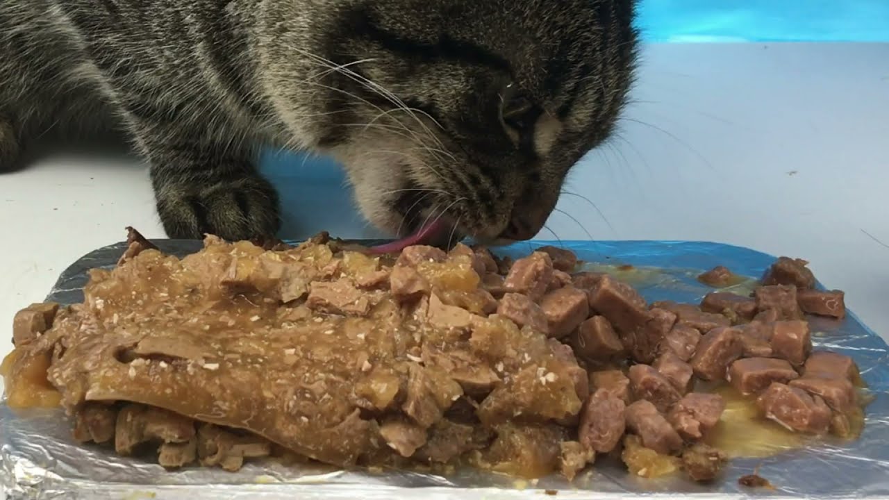 Tiger eating wet food CAT ASMR 🐱 2 Animal asmr eating