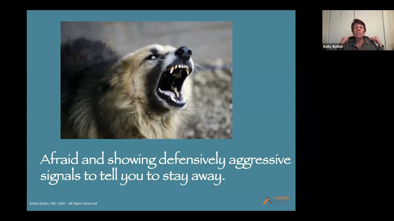 Reading Dog Body Language