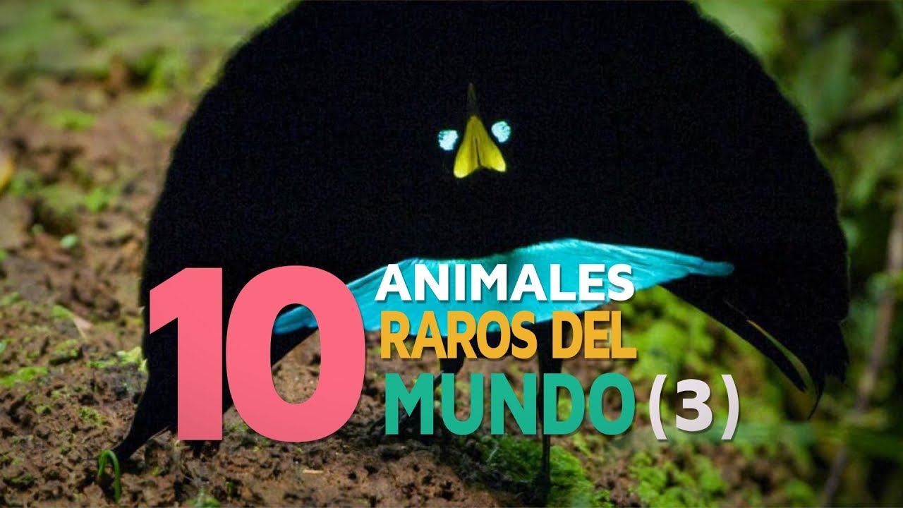 10 Animales raros del mundo | Fascinantes y curiosos 3 🐬