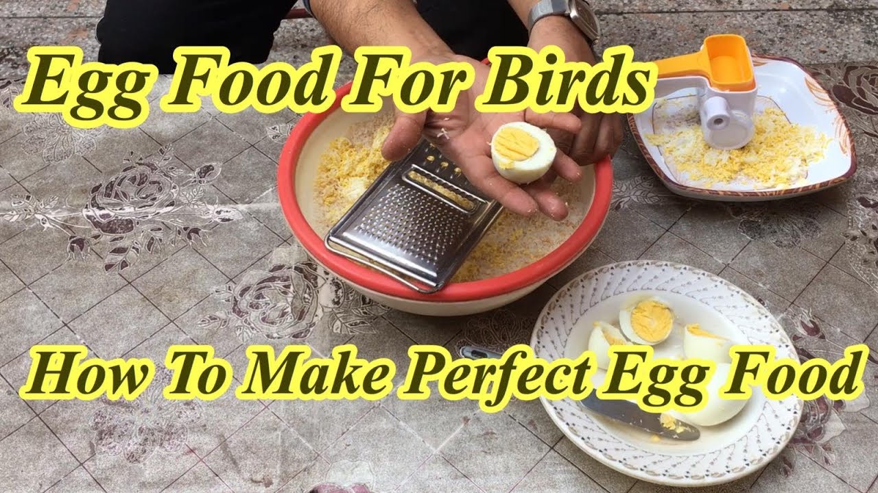Birds Egg Food | How to Make Birds Soft food | Parrots Softfood[hindi/urdu]