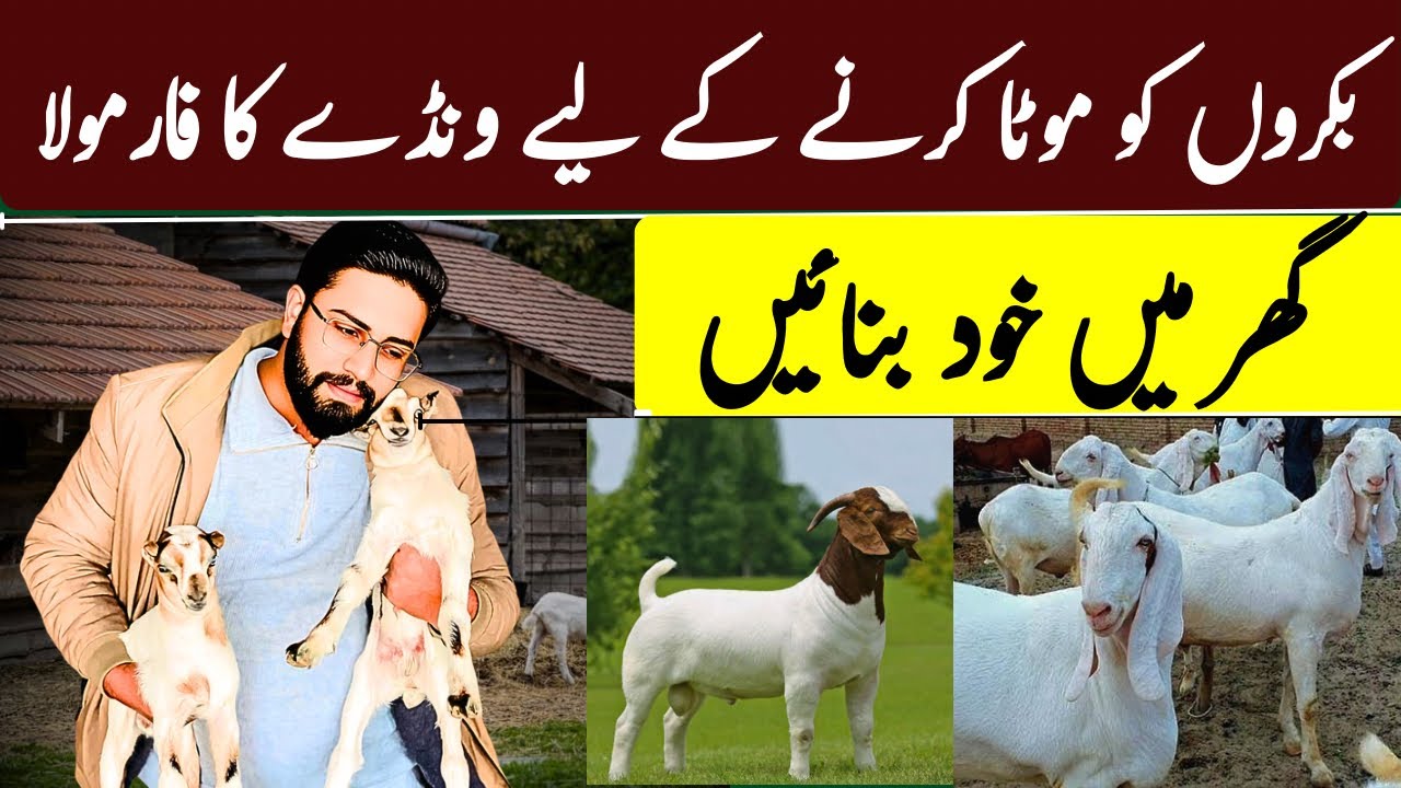 Complete Homemade Feed Formula for Goat Fattening | Make at Home”🔹 