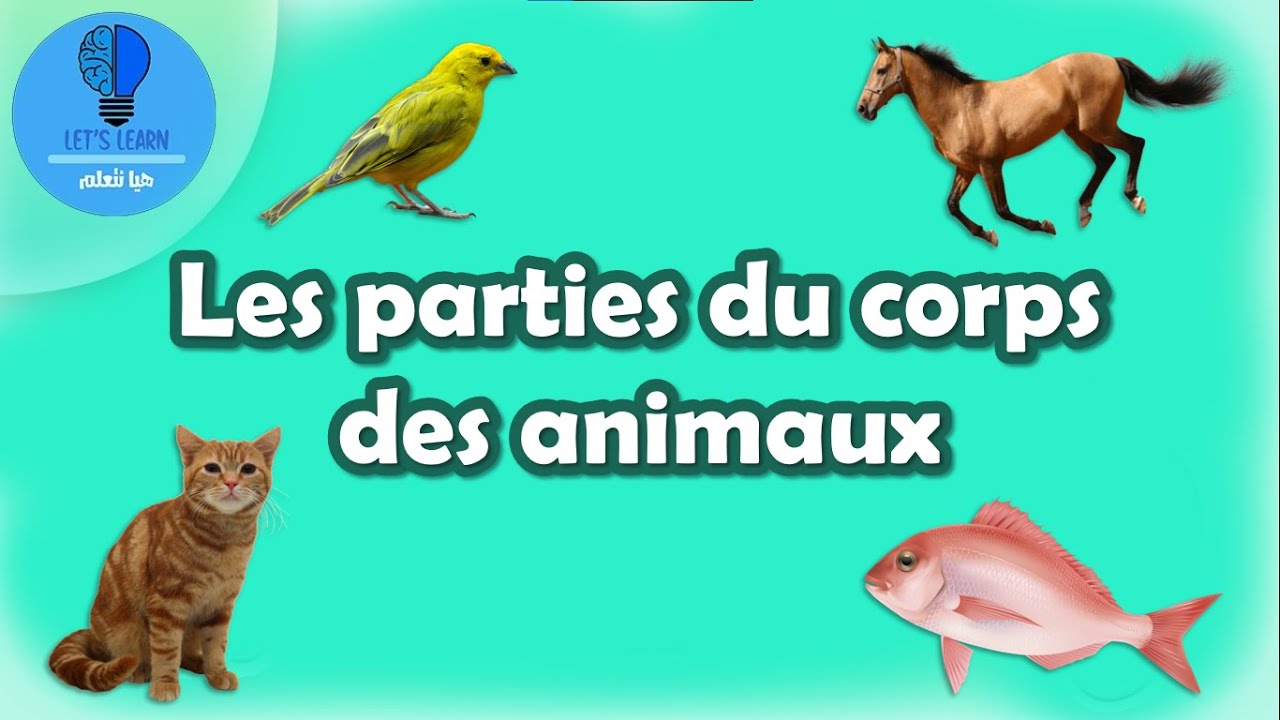 Apprendre les parties du corps des animaux | Let's Learn